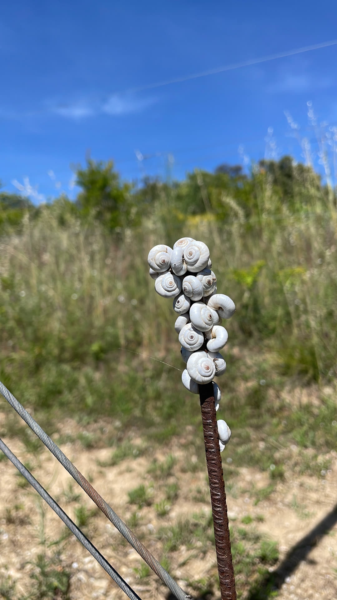 Escargots blancs agglutinés en haut d'une tige