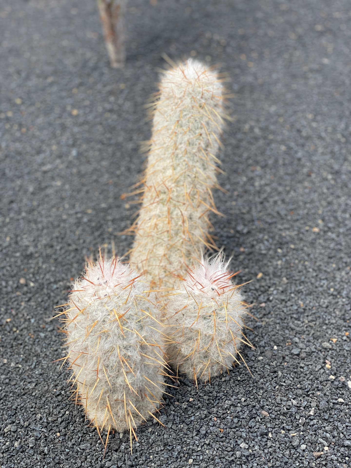 Cactus aux formes suggestives sur un sol sombre