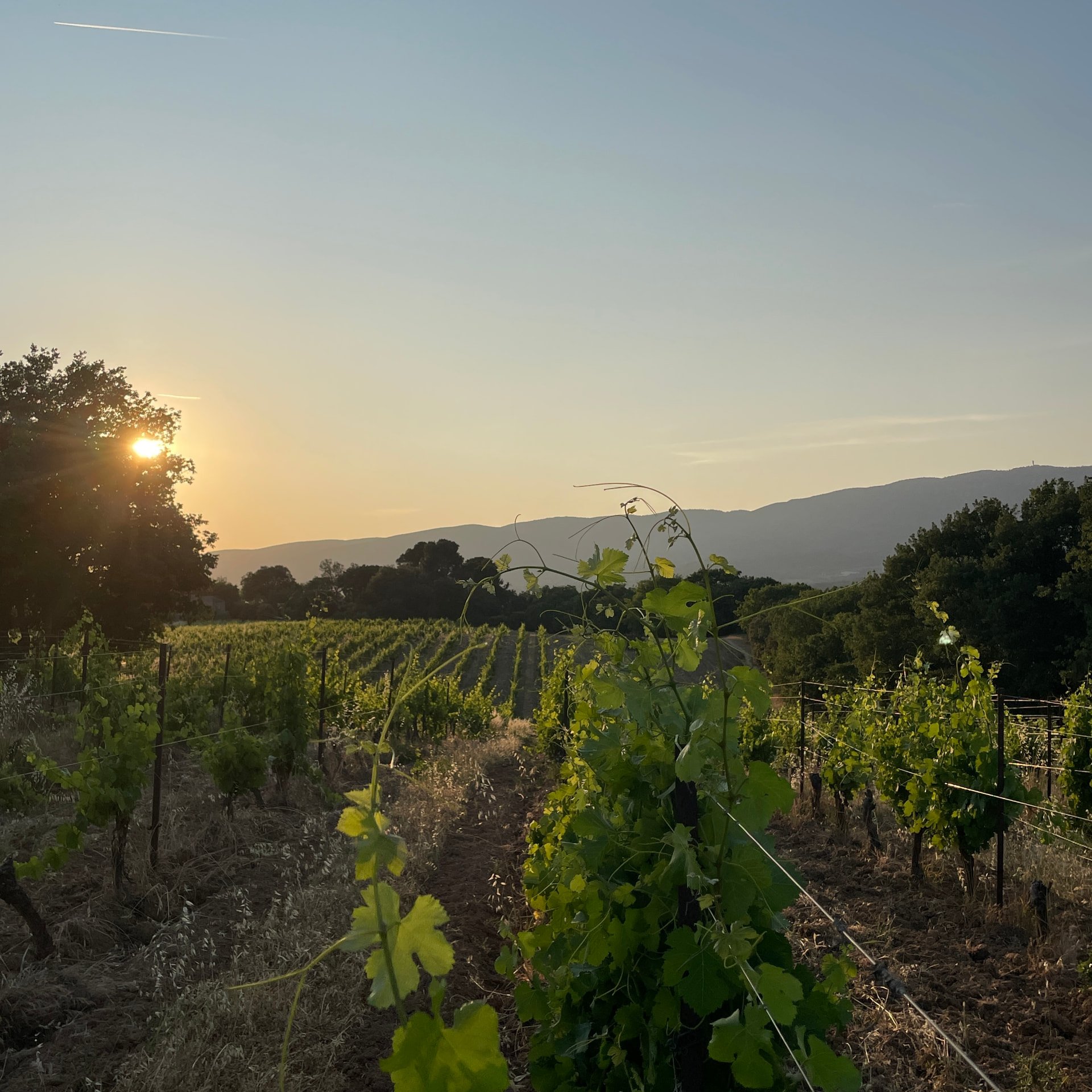 Coucher de soleil sur les rangs de vigne, jeunes pousses au premier plan et montagne du Luberon à l'horizon