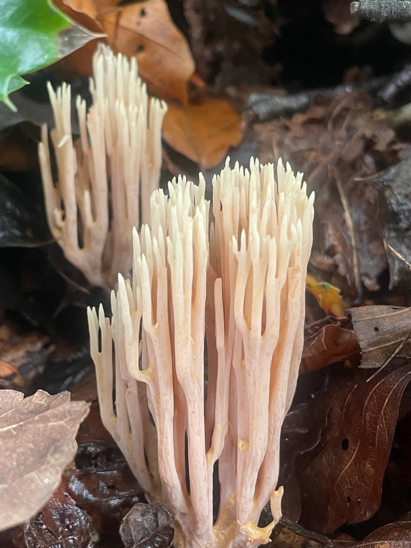 Champignon ramifié dans les feuilles mortes