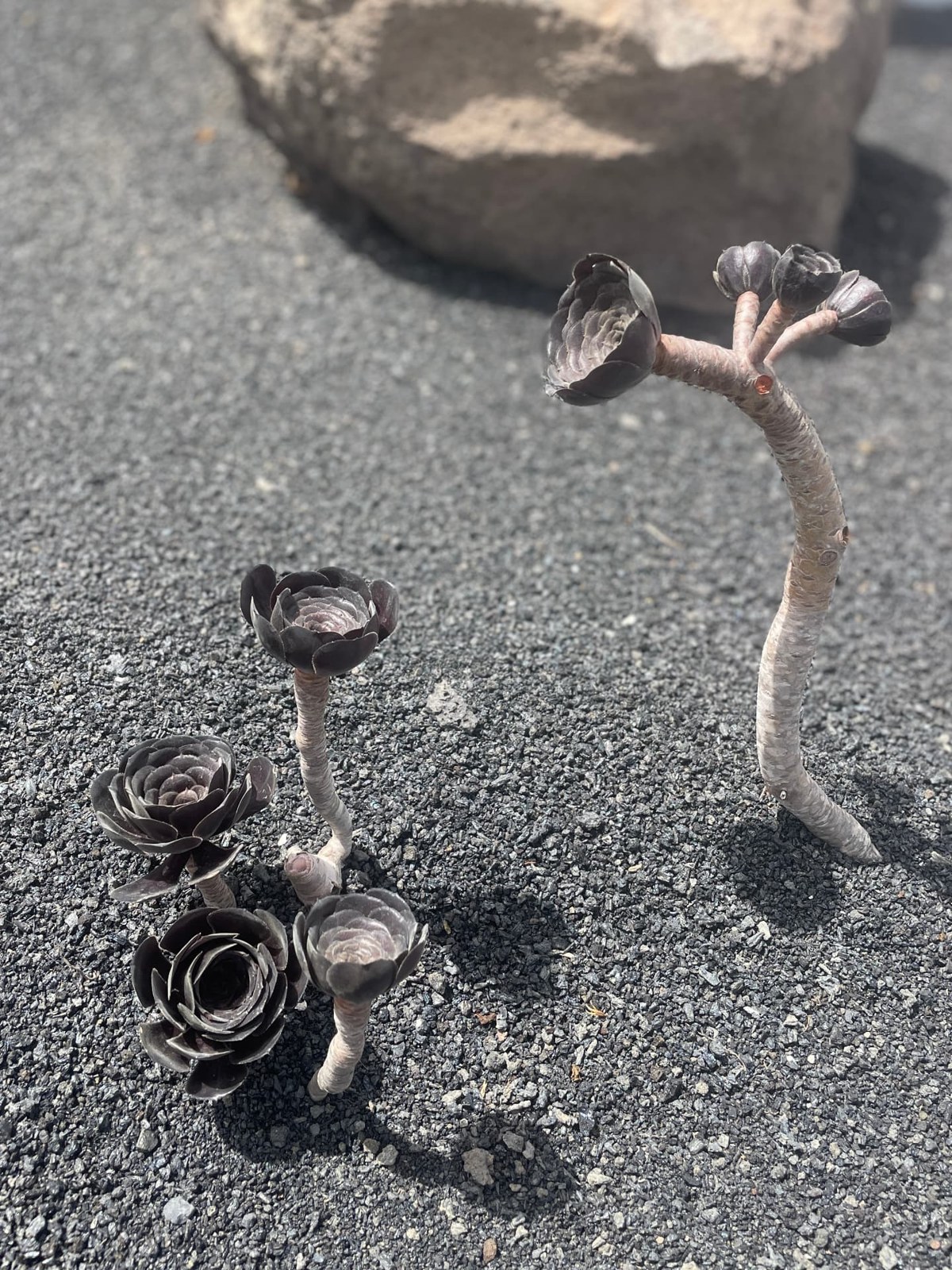 Plantes grasses aux rosettes sombres sur un sol de gravier noir
