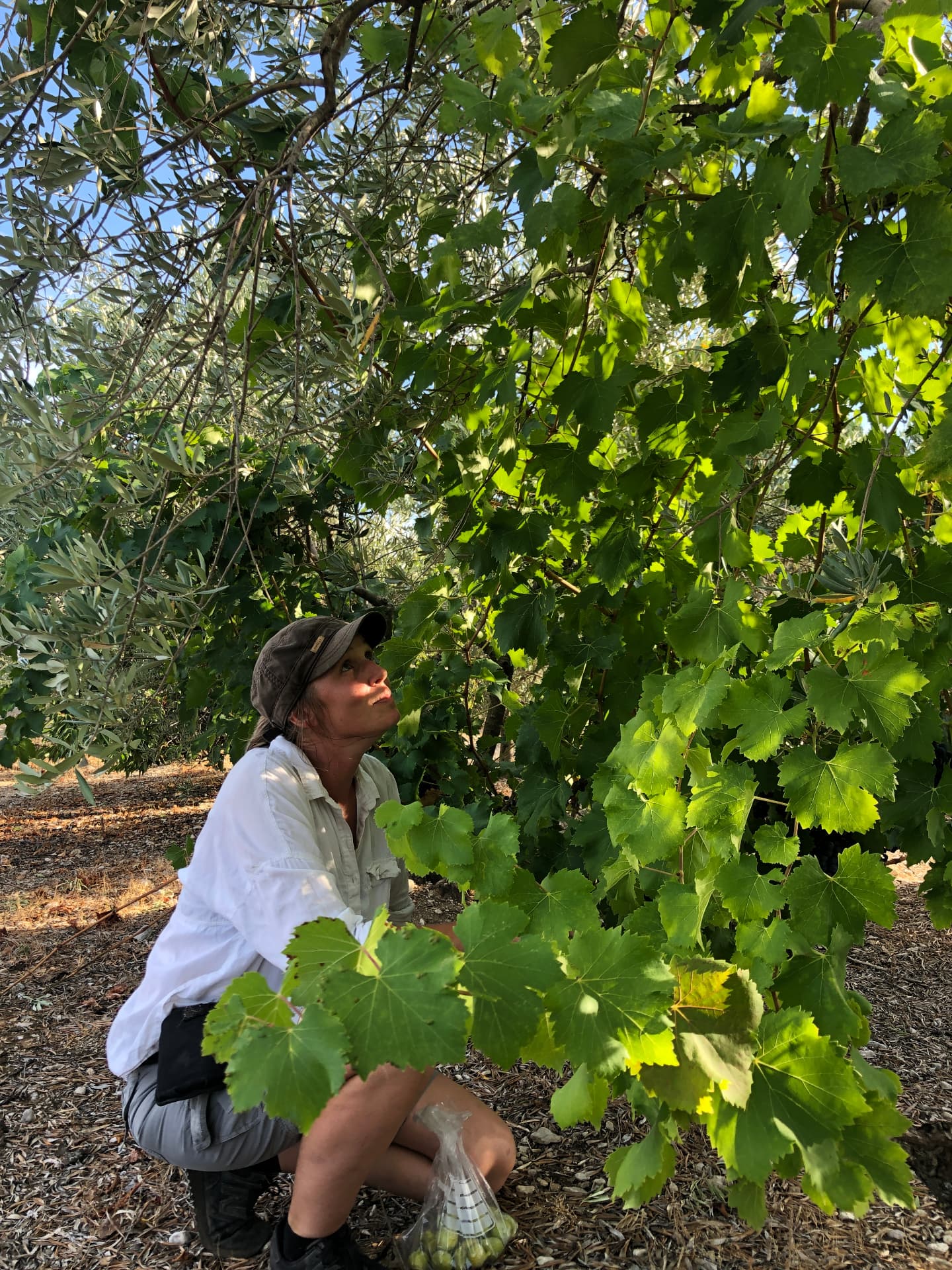 Julie Bouhier au pied d'une vigne mariée à la romaine