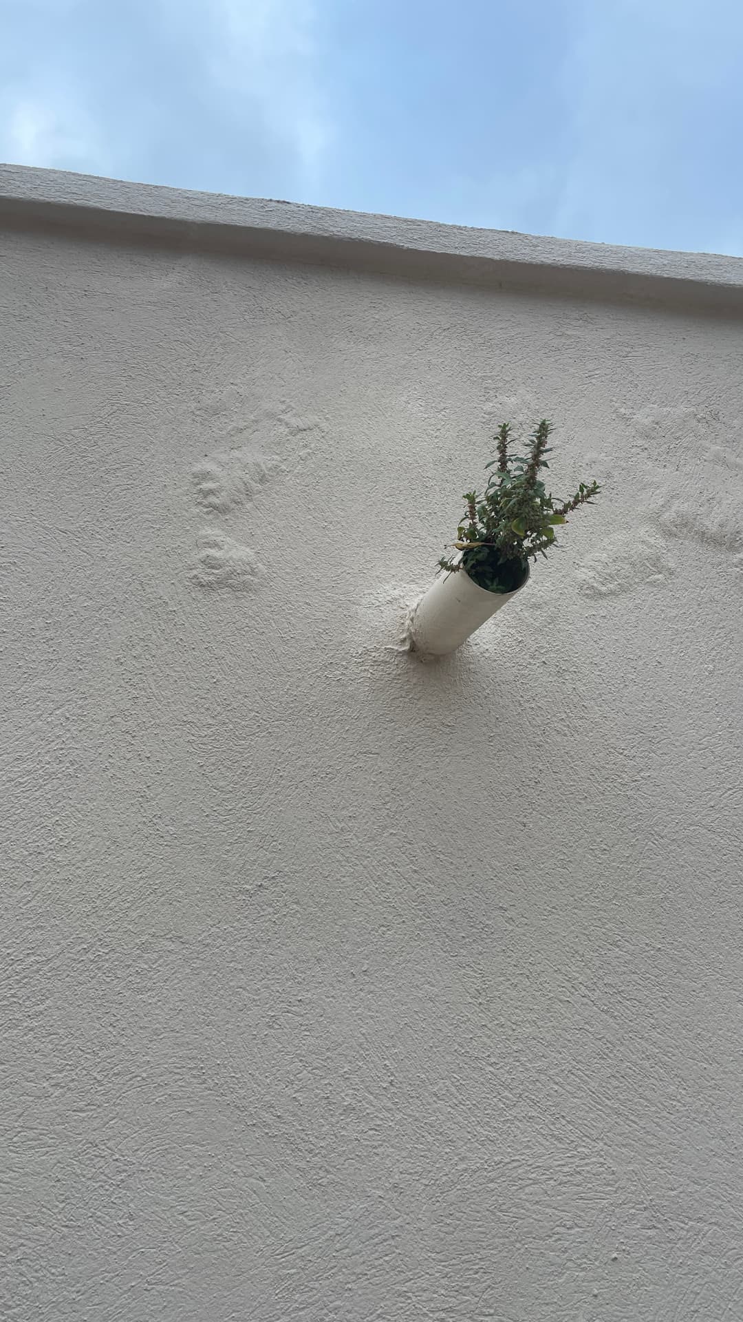Petite plante poussant dans un mur blanc