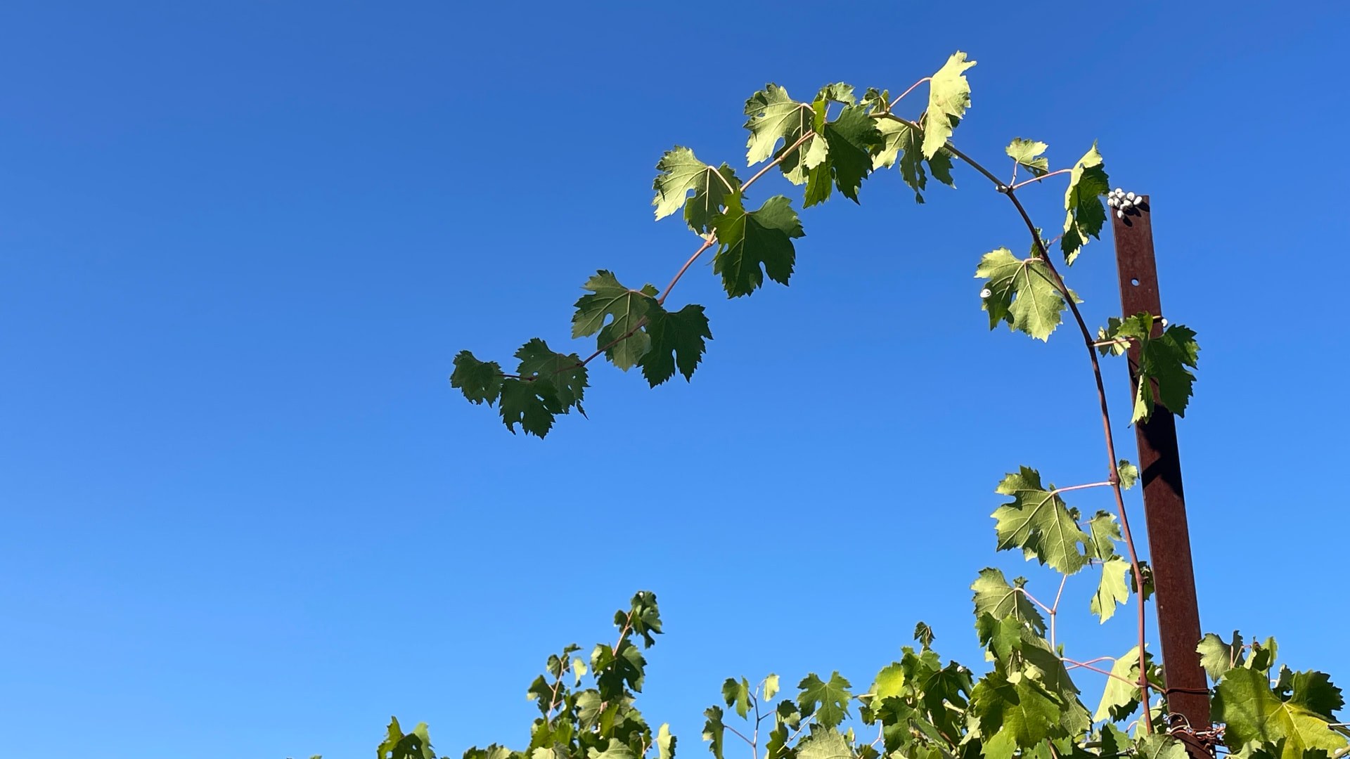 Sarments de vigne dressés sur le palissage sous un ciel bleu