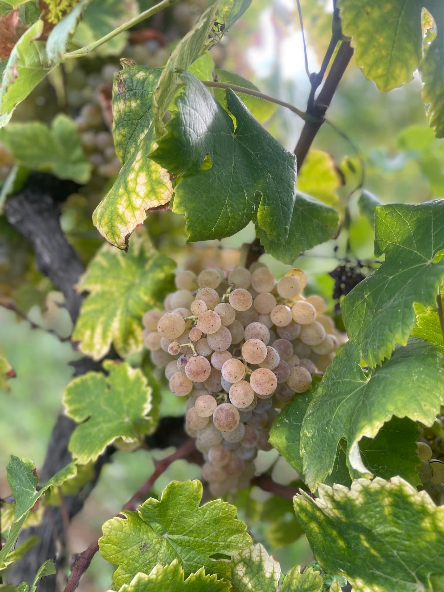 Grappe de raisin blanc dans le feuillage