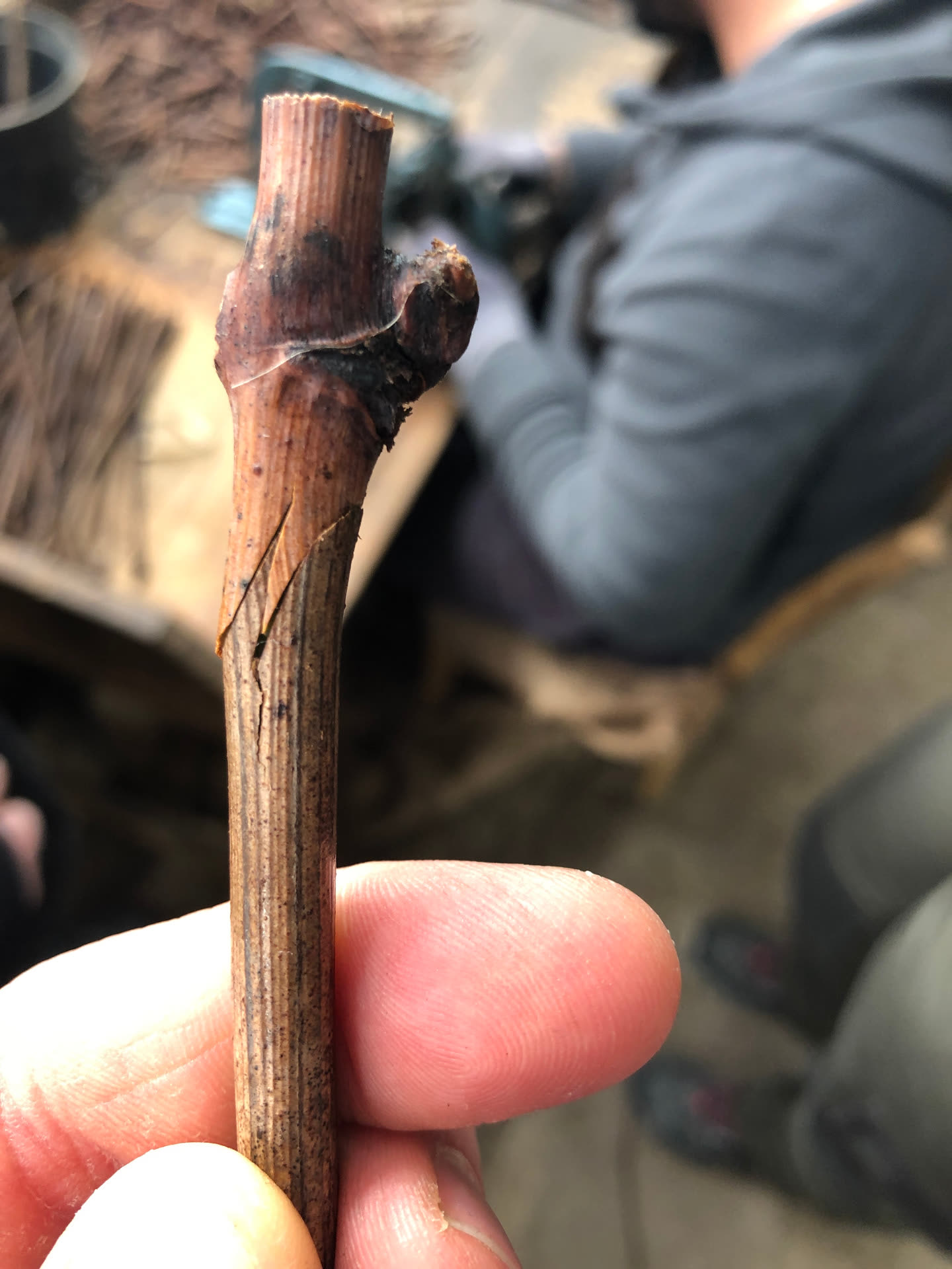Sarment tenu entre deux doigts