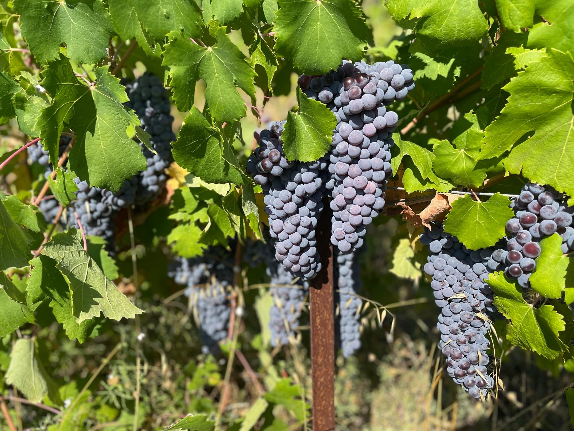 Grappes de Nebbiolo parmi les feuilles de vigne