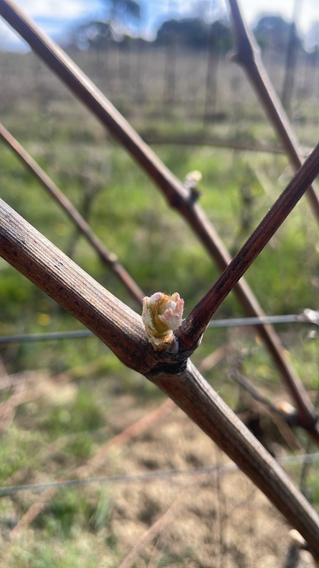 Un bourgeon de vigne au creux des sarments