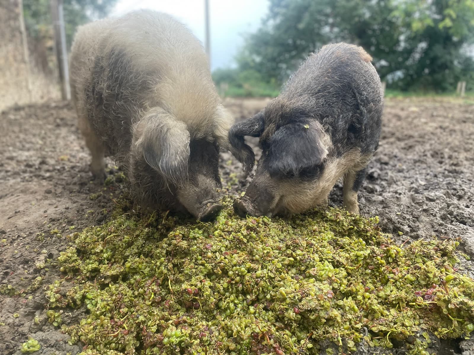Deux cochons laineux fouillant le sol