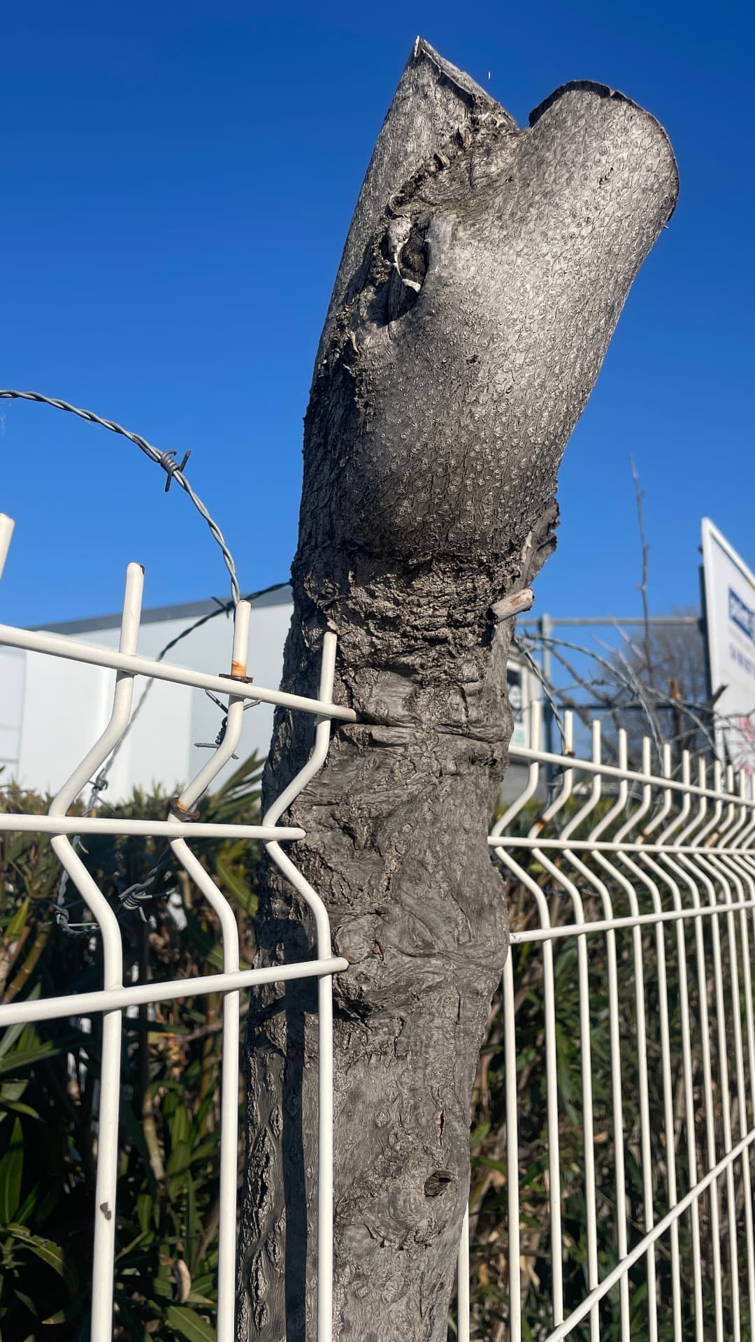 Tronc d'arbre étêté pris dans une clôture grillagée