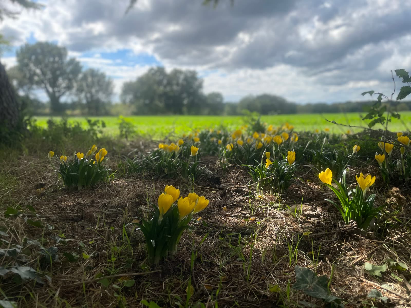 Fleurs jaunes dans une prairie sous un ciel nuageux