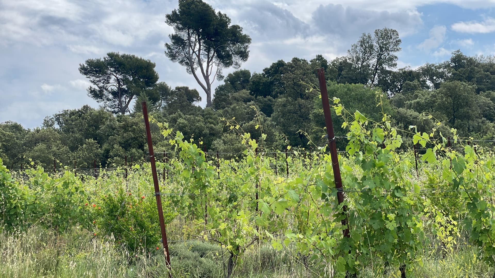 Parcelle de vigne palissée : jeunes feuilles vert tendre le long de fils de fer tendus sur des piquets rouillés, hautes herbes et graminées au sol, colline de garrigue et de grands pins en arrière-plan sous un ciel nuageux