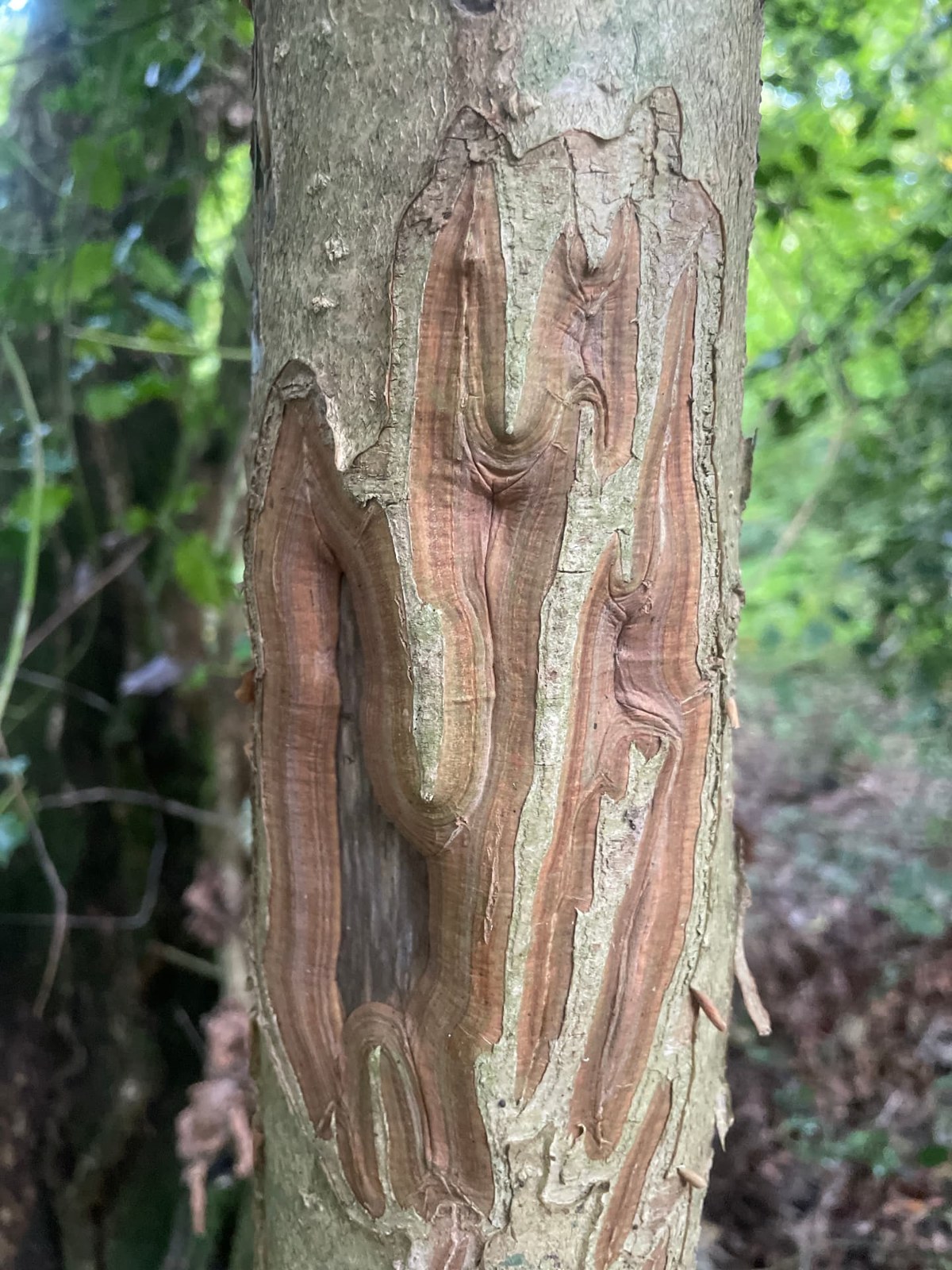 Tronc d'arbre aux motifs sinueux, entre écorce et bois nu