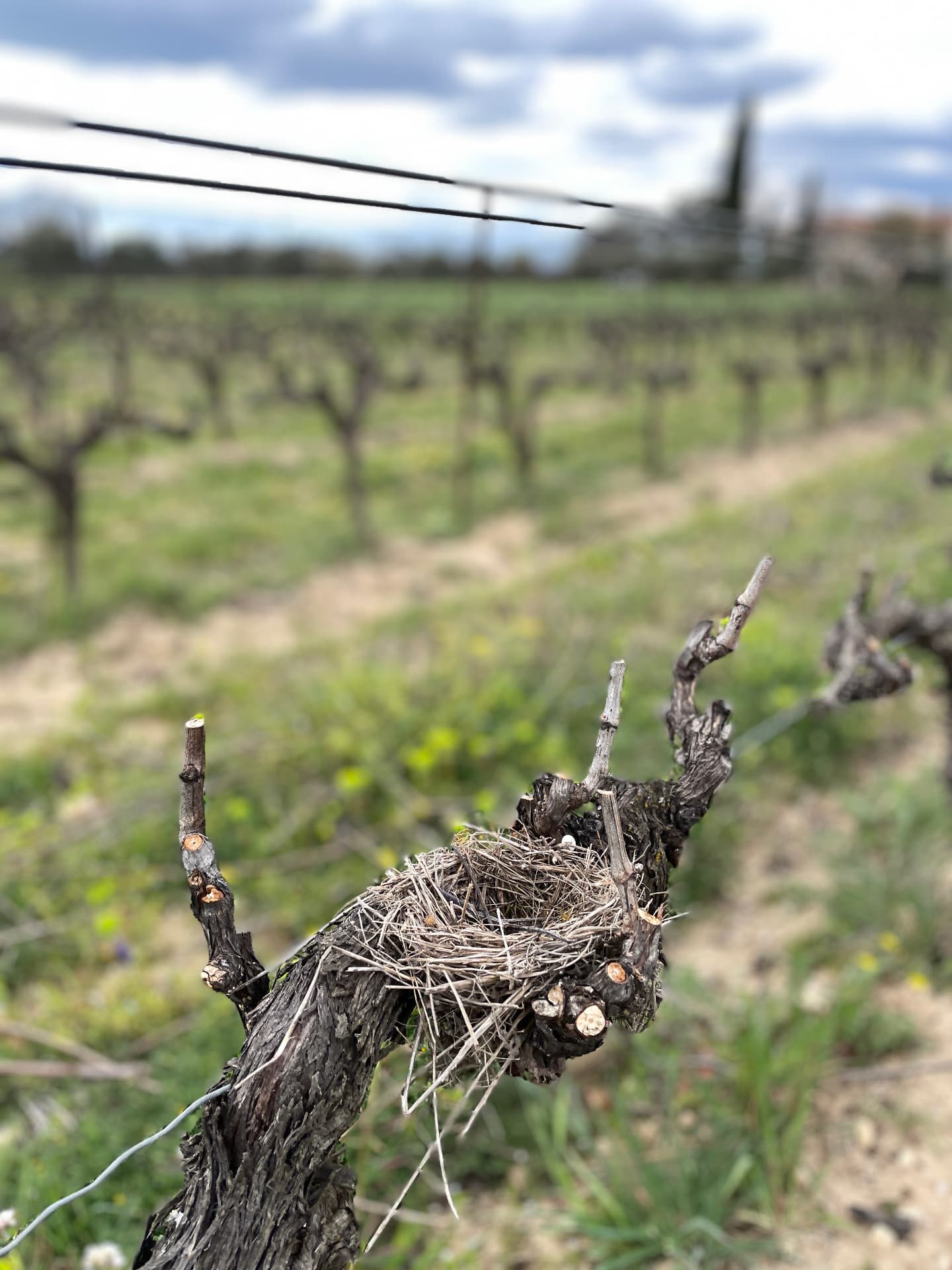 Rangs de vigne taillée en hiver, un clocher au loin